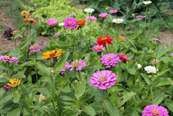 Rain gardens treat stormwater by capturing sediment, hydrocarbons, metals, and nutrients.