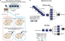 Whole-brain functional localization of metamemory networks for “remote” and “recent” events via functional magnetic resonance imaging and behavioral reversible inactivation with a GABA-A receptor agonist in macaque monkeys performing a metamemory task.