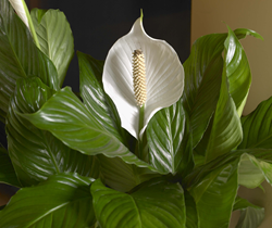costa farms, indoor plants, greenery