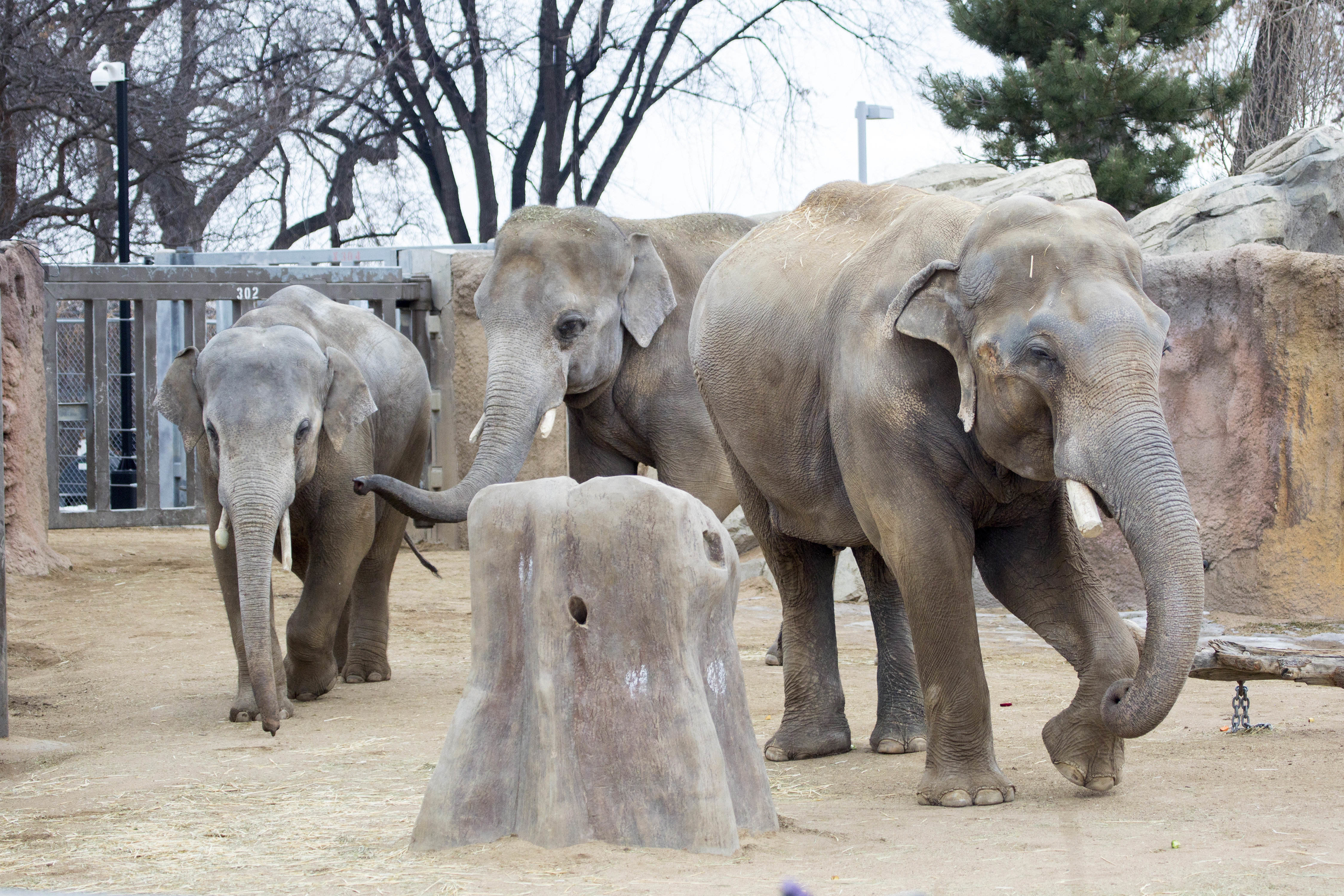 Denver Zoo's Three Male, Asian Elephants Share Time In Same Yards