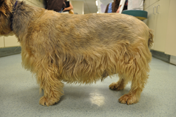 NOS Mascotas Obtener más Gordos, los Propietarios de acuerdo con los Veterinarios en ... - PR Web (comunicado de prensa) 1 Obese Dog (c)APOP