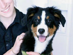 Happy, cute, healthy pet in the arms of caring staff