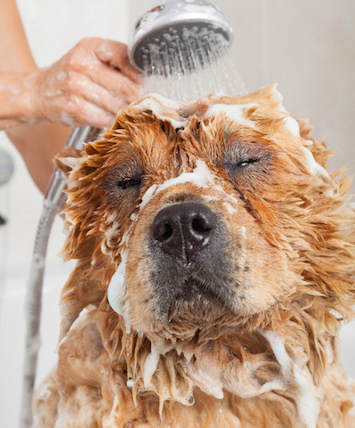 It’s Dog Shedding Season Advice from an Expert on Managing the Mess