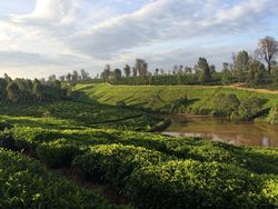 Coffee and tea growing in Kenya
