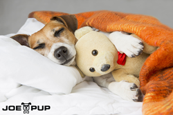 Spoil your dog rotten every month with a Joe Pup gift box.