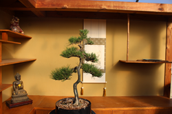 The 1 Online Bonsai Retailer Bonsai Outlet Announces The