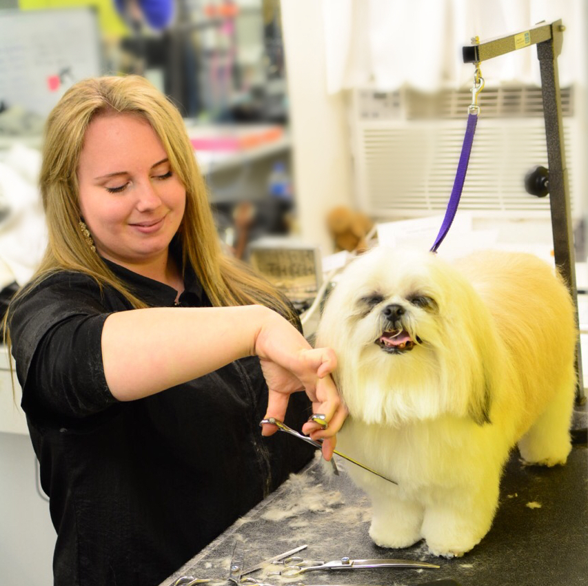 Camp Canine Named a Top Grooming Salon in New York City