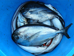 Seafood needs to be caught or farmed in environmentally and socially responsible methods.