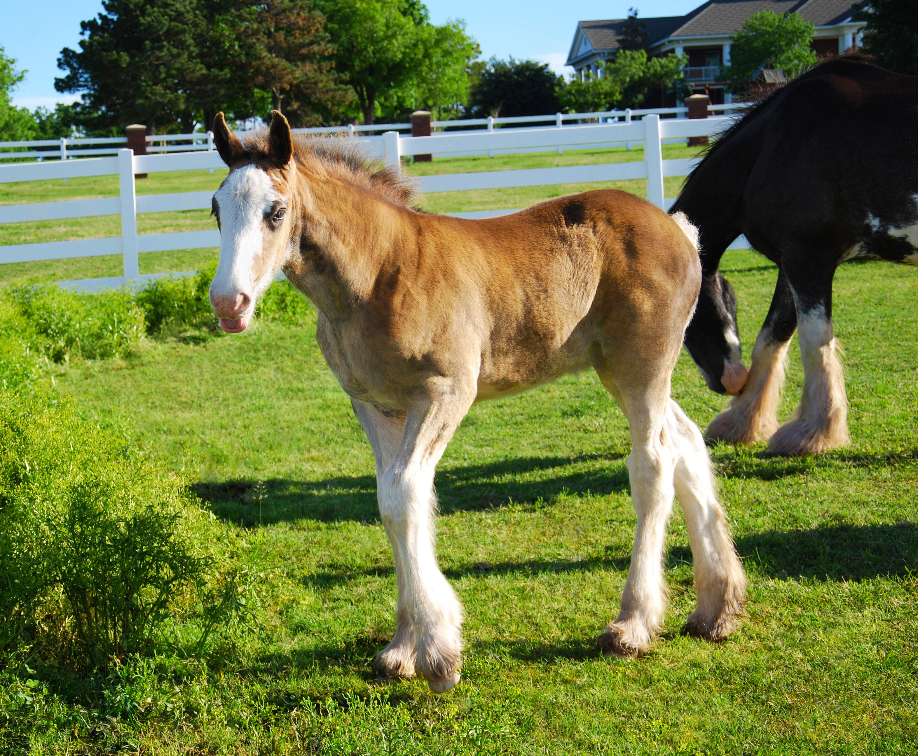 Public to Name New Express Clydesdale Foal