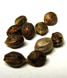 A pile of cannabis seeds. Seeds of different strains can be used to grow different varieties of cannabis plants.