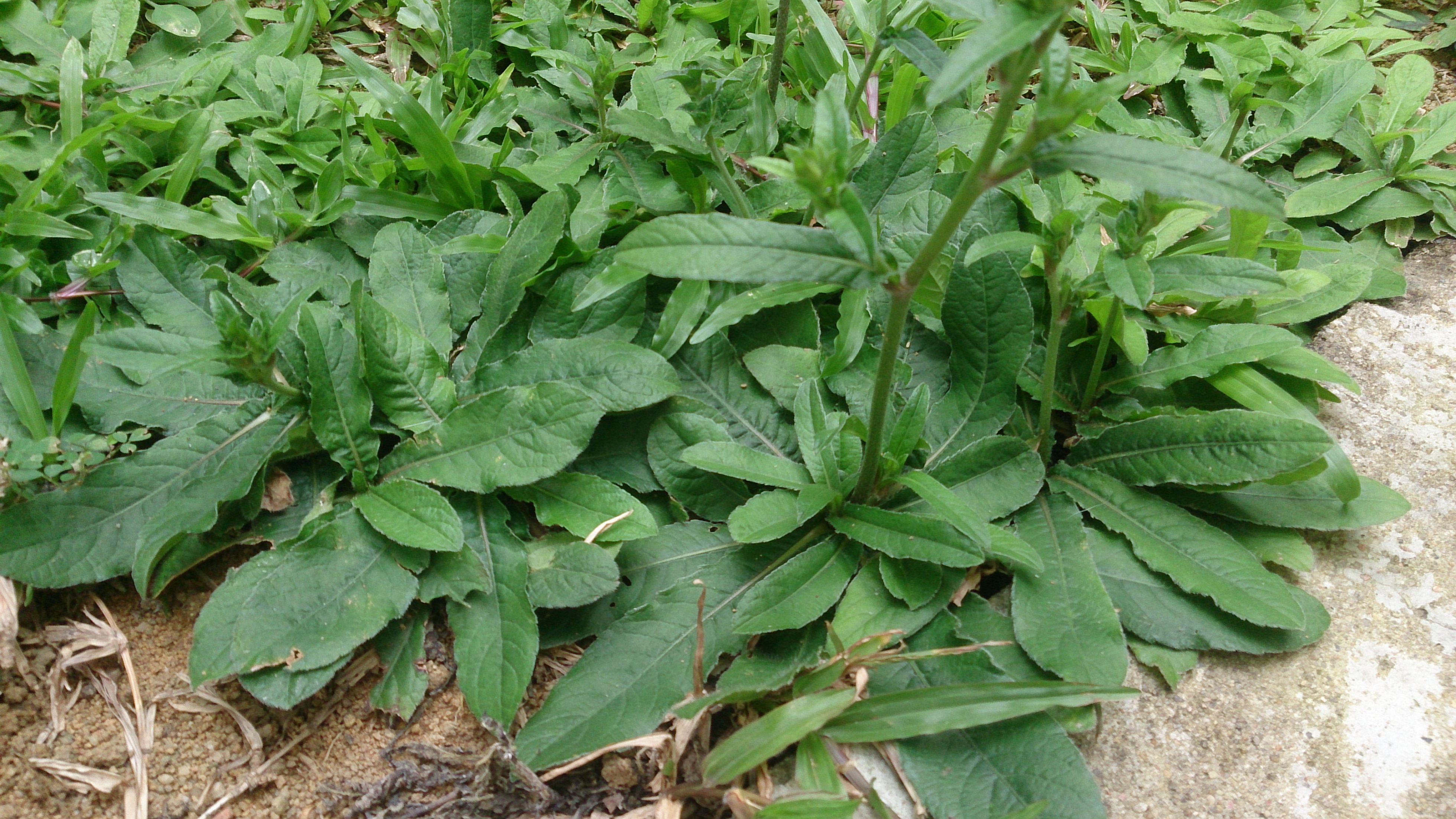 African Researchers Say Native Plants Hold Promise As New Mesothelioma 