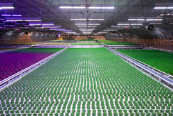 Greenhouse LED Grow Light
