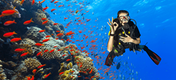 Monmouth Rubber has introduced an earth friendly line of cellular and solid Neoprene products based on the limestone process.