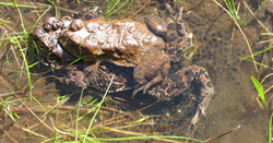 Mating pair of Yosemite toads in an alpine meadow pool within the Sierra Nevada.