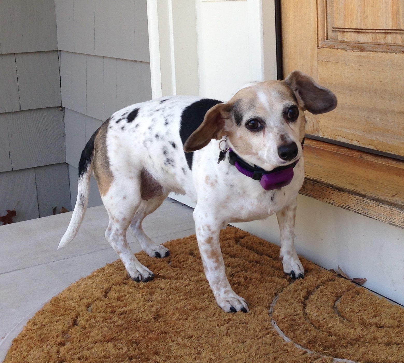 petpace smart collar