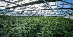 One of CANOPI's Greenhouses