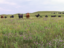 The Farm Bill, which will expire next year, sets policy for a wide variety of farm programs ranging from commodity programs and nutrition assistance to crop insurance and conservation programs.
