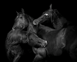 Constance Jaeggi, fine art equine photographer, photography exhibition, large format black and white photography, Mercuria, Fort Worth, Texas, National Cutting Horse Association, J Five Horse Ranch, J 5 Horse Ranch, Cowgirl Museum, cutting horse, TCU, Wea