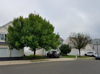 Giroud Tree and Lawn shows the dead Ash tree on the right was killed by Emerald Ash Borers. The healthy tree on the left was protected against attack by TreeAge Trunk Injection.