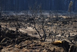 Santa Rosa Fires Scorched Vineyard