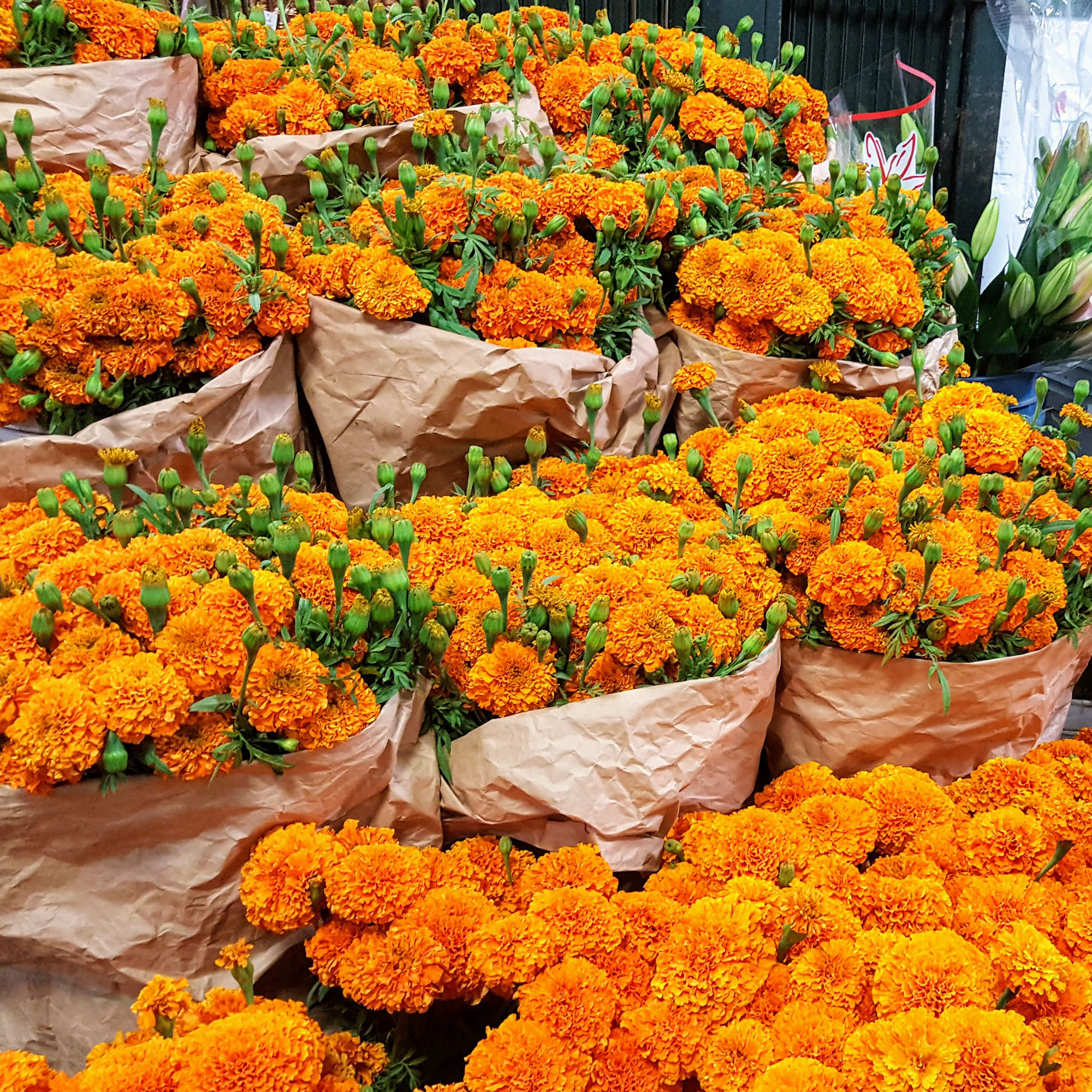 cfm-petalers-say-biz-is-blooming-with-dia-de-los-muertos-marigolds