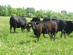 Joyce Farms Aberdeen Angus Cattle