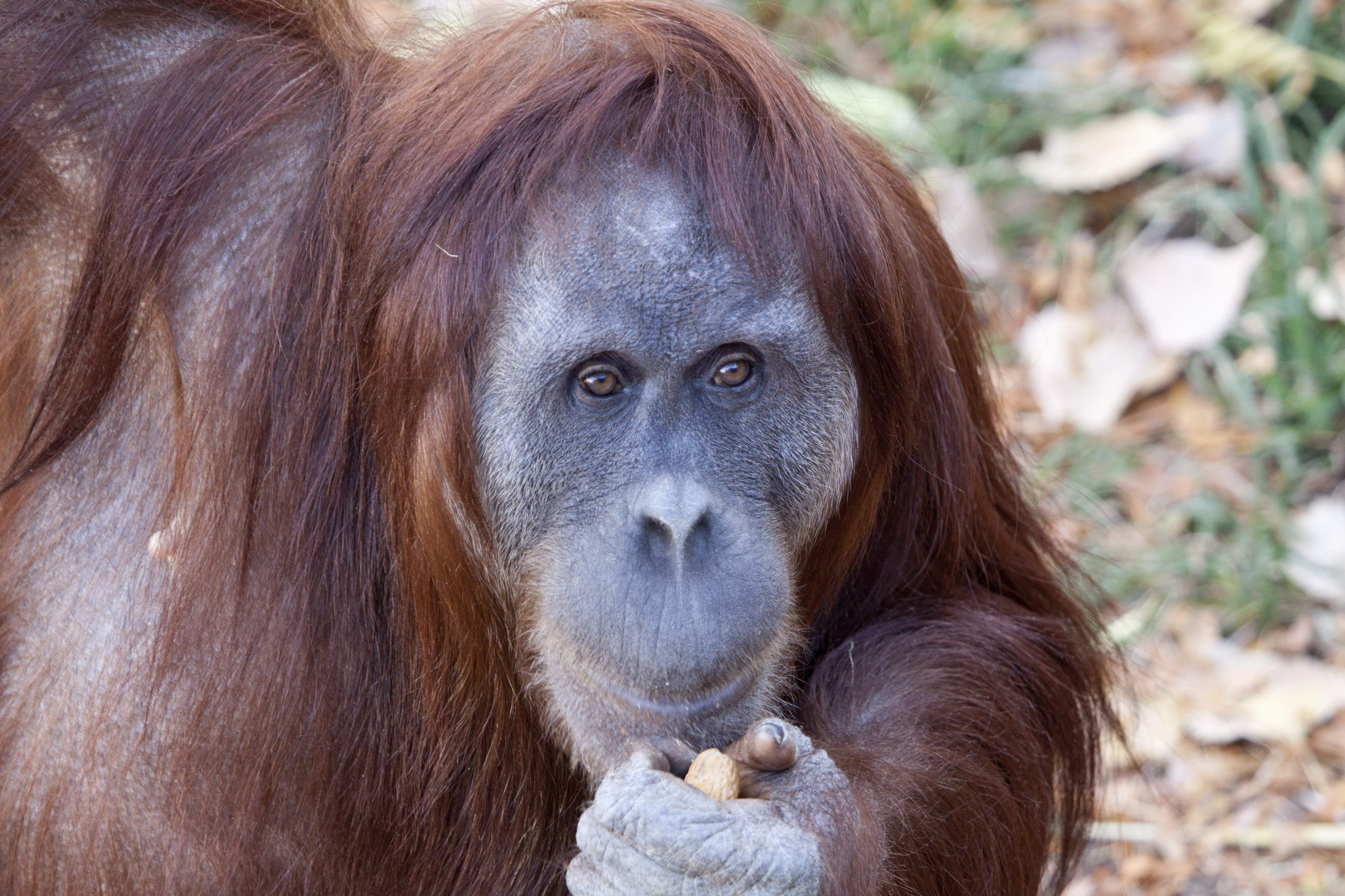 Denver Zoo Sumatran orangutan is expecting her second baby