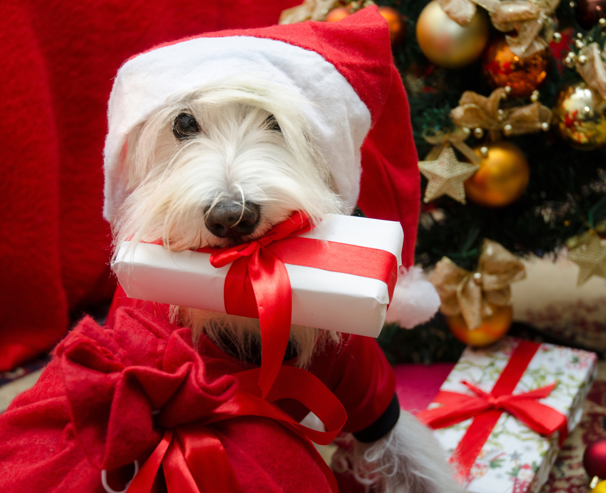 Holiday Gift Ideas to Please the Canine Companion on Every List