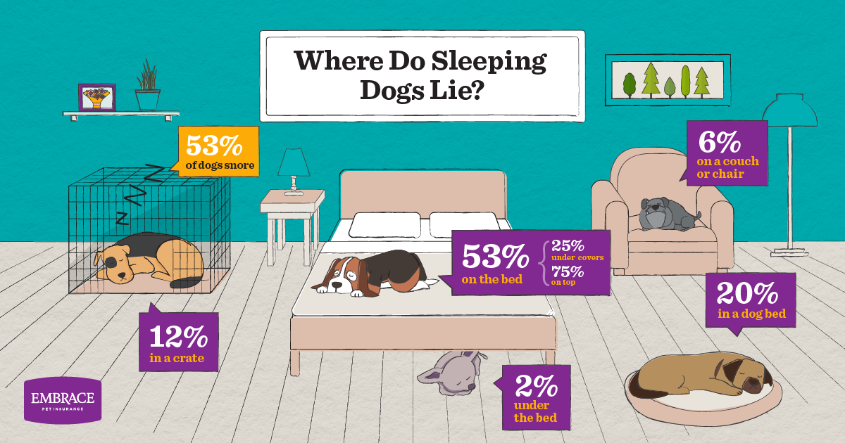 Embrace Pet Insurance Knows Where Sleeping Dogs Lie