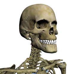 Image of the Human Skull