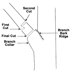 TCIA Three Cuts Diagram