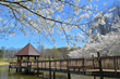 Discover Virginia&#39;s Gardens &amp; Culture During National Cherry Blossom Festival&#174;