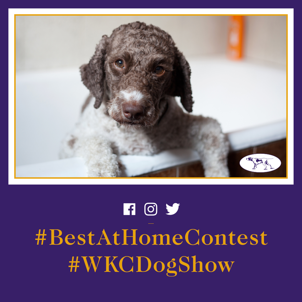 Social Agency GLOW Leads Westminster Kennel Club Dog Show to Record