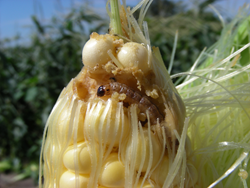 Corn borer on sweet corn