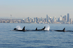 Orcas in front of Seattle Skyline