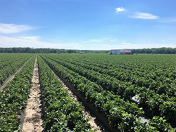 In addition to Citrus groves, new field trial data confirms that the microbial soil amendment, Rhizolizer, increases productivity in additional high value crops, including sod, vegetables and berries.