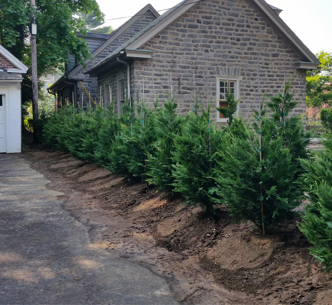 Fall Is An Ideal Time To Plant A New Tree And Giroud Tree And Lawn Shares The Best Steps Homeowners Can Take Now To Add Beauty And Value To A Property