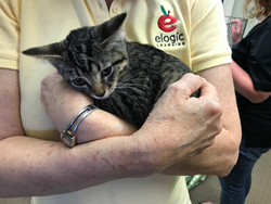 An eLogic employee with one of the adoptable kittens.