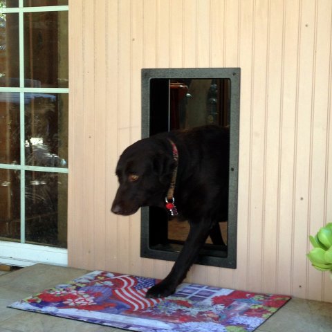 how big should a dog door be for a lab