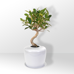 Bonsai Tree Urn