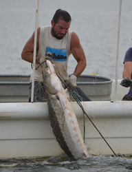 Matt Balazik catches a sturgeon in a net. Photo credit: Jamie Brunkow.