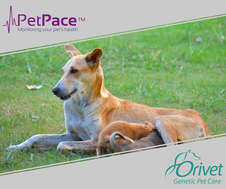 orivet genetic pet care