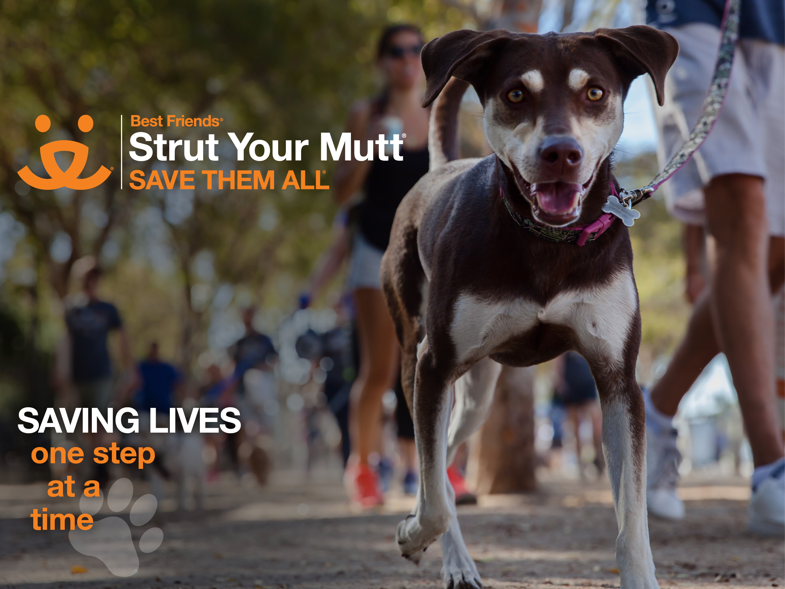 Best Friends Animal Society's Strut Your Mutt Returns: Saving Lives One  Step At a Time