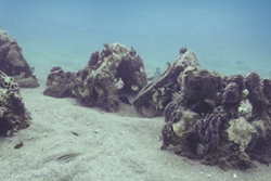 South Carolina Aquarium Reef Research Site at Area 51