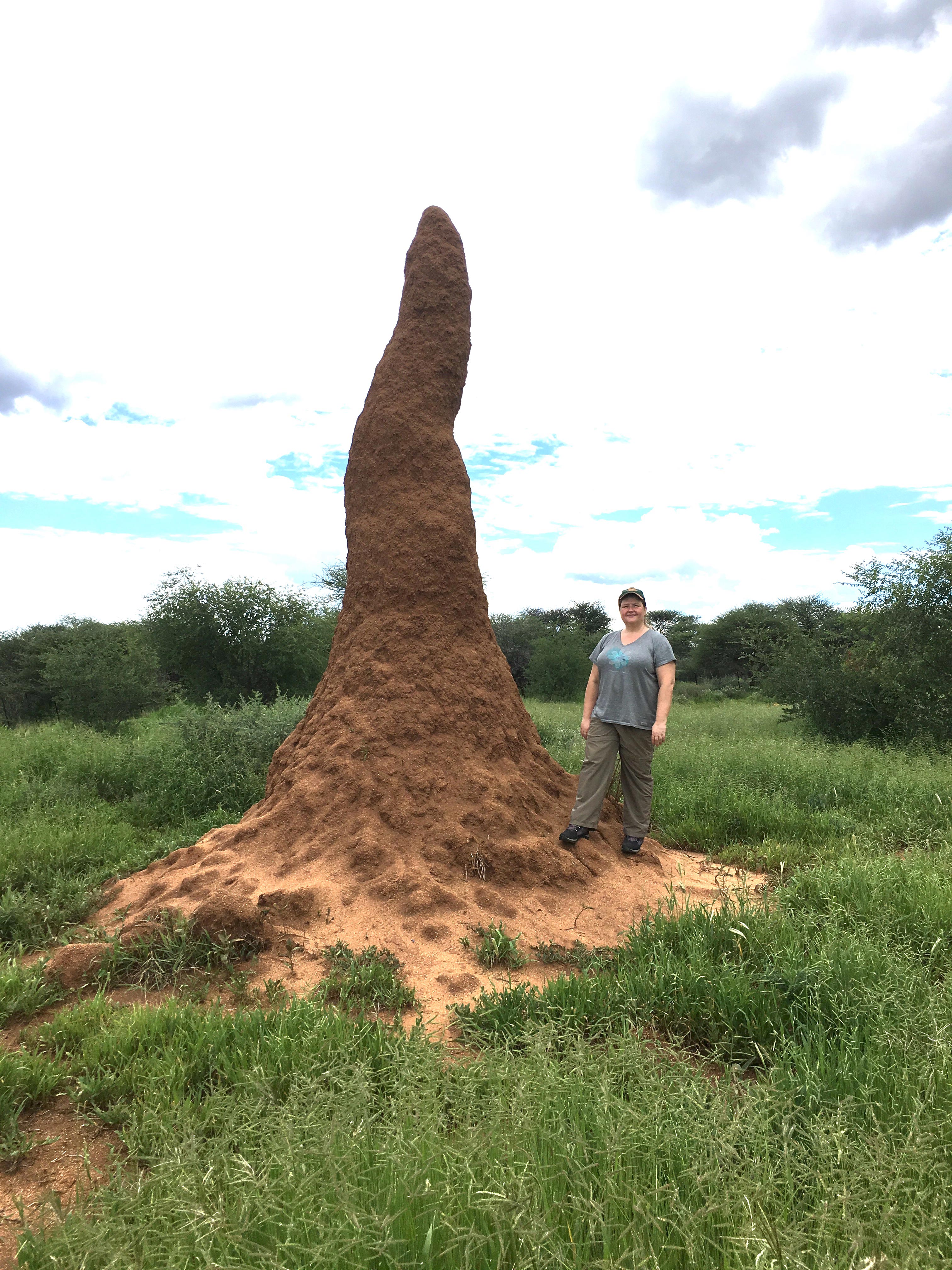 Termite Mounds Hide Secrets To Sustainable Buildings Of The Future