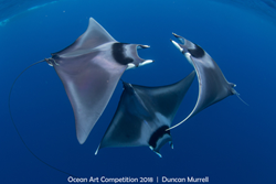 Ocean Art 2018 Best in Show and 1st place Marine Life Behavior