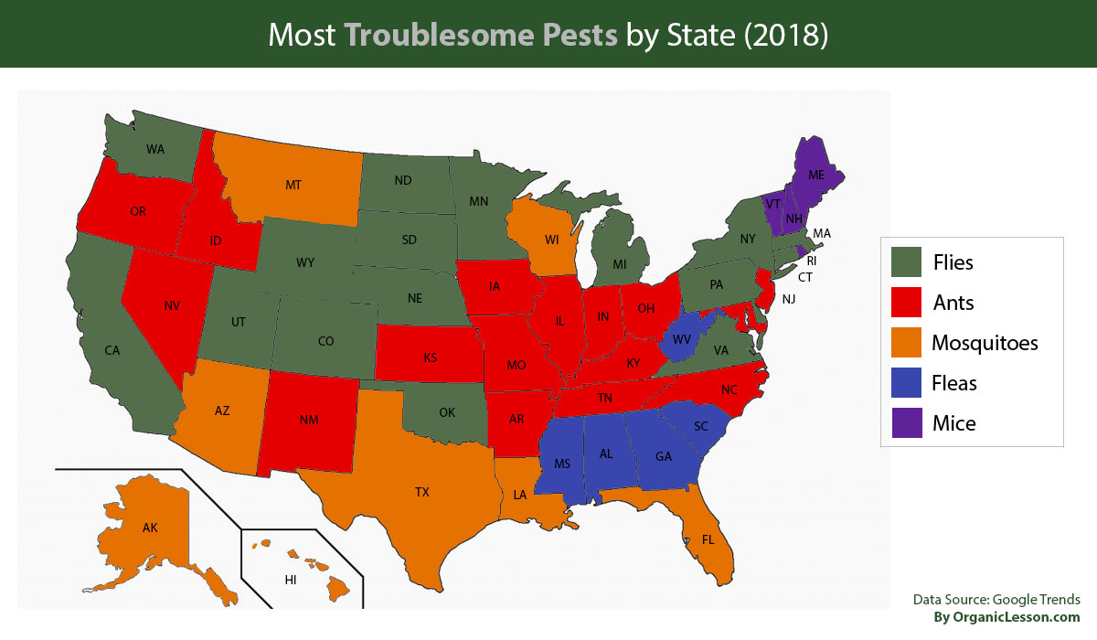 organic-lesson-study-reveals-most-searched-household-pests-in-each