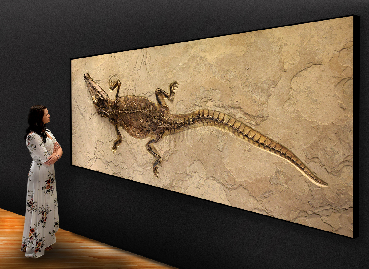 The Wilensky Gallery Brings Fossil Art from the Eocene to New York City 