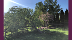 Fallen Willow Tree