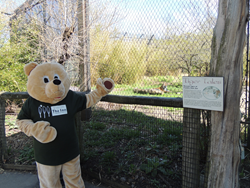 Hope the Bear at Franklin Park Zoo